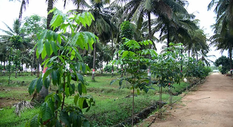 Managed farmland near bangalore